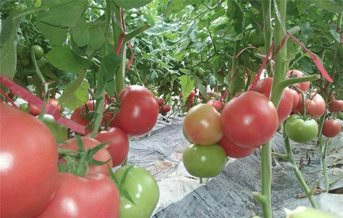 5e6ae79725635.jpg 圖片6.jpg